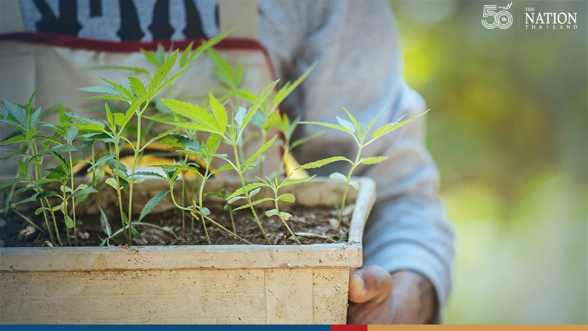 Wissanu suggests delay in cannabis cultivation amid debate on legality