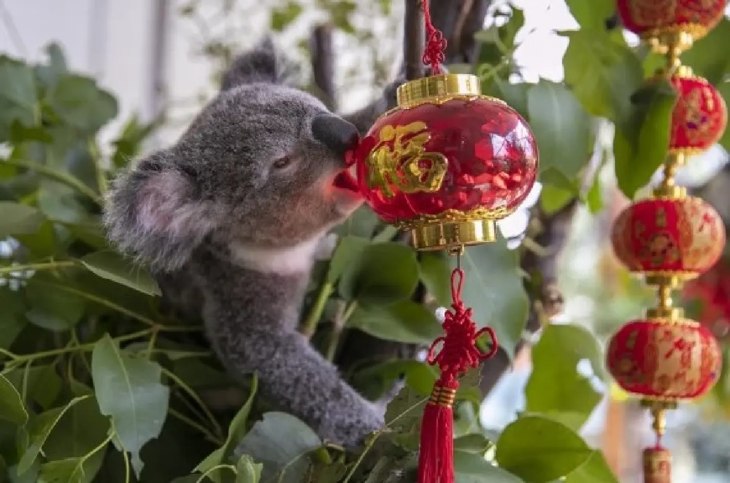 Australia triples funding for koala conservation Australia triples funding for koala conservation