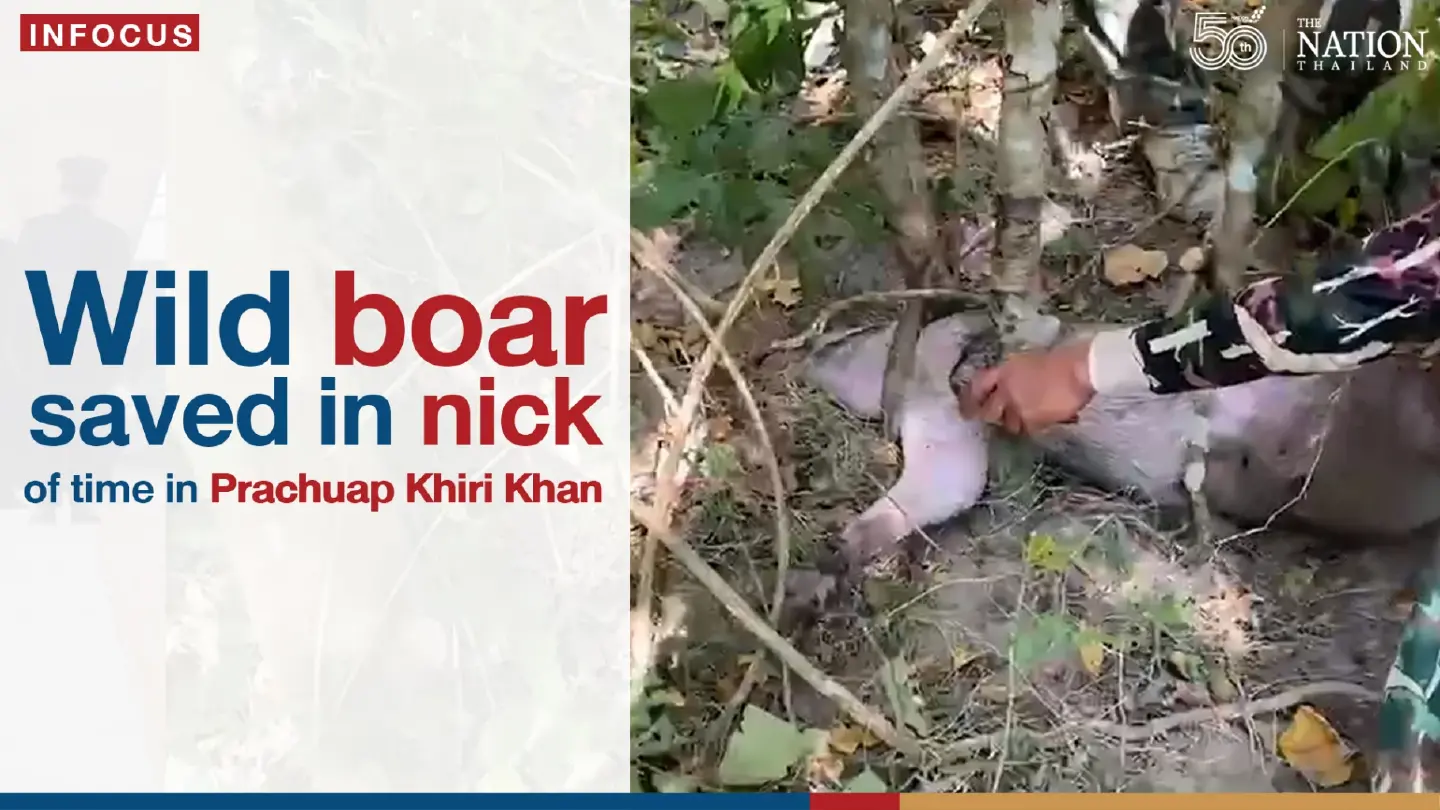 Wild boar saved in nick of time in Prachuap Khiri Khan