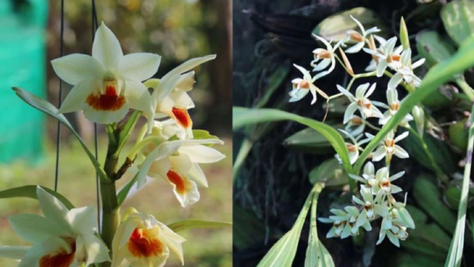Private businesses in Cambodia, ministry talk wild orchid conservation.