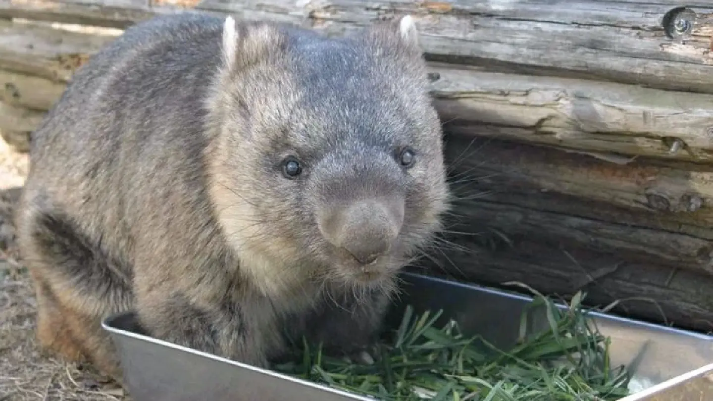 Guinness recognizes wombat in Ikeda as oldest in captivity