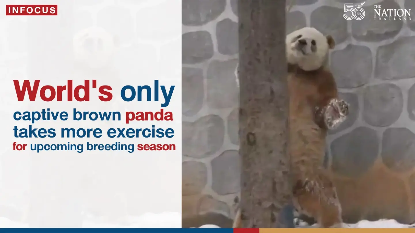World's only captive brown panda takes more exercise
