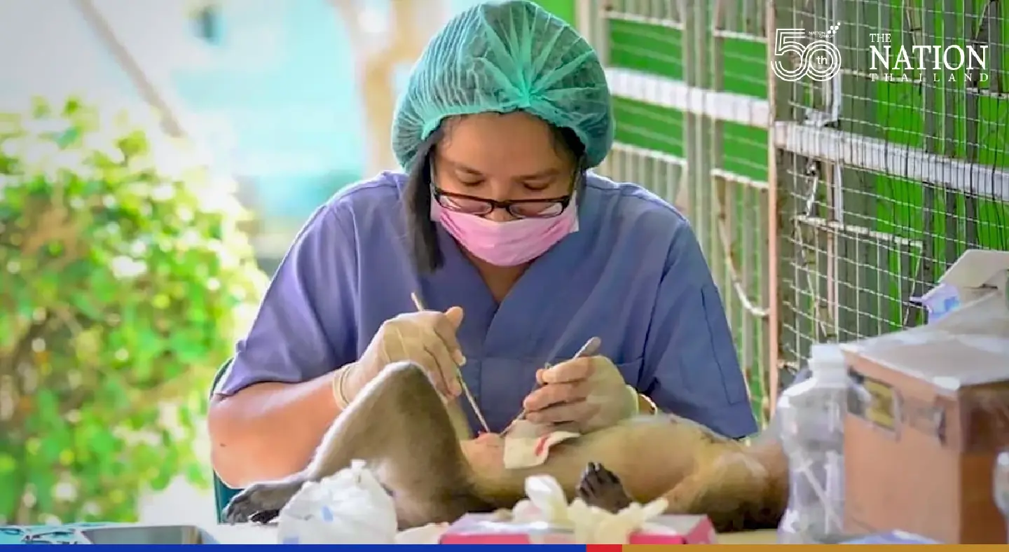 Phetchaburi swings into action as monkeys threaten tourism