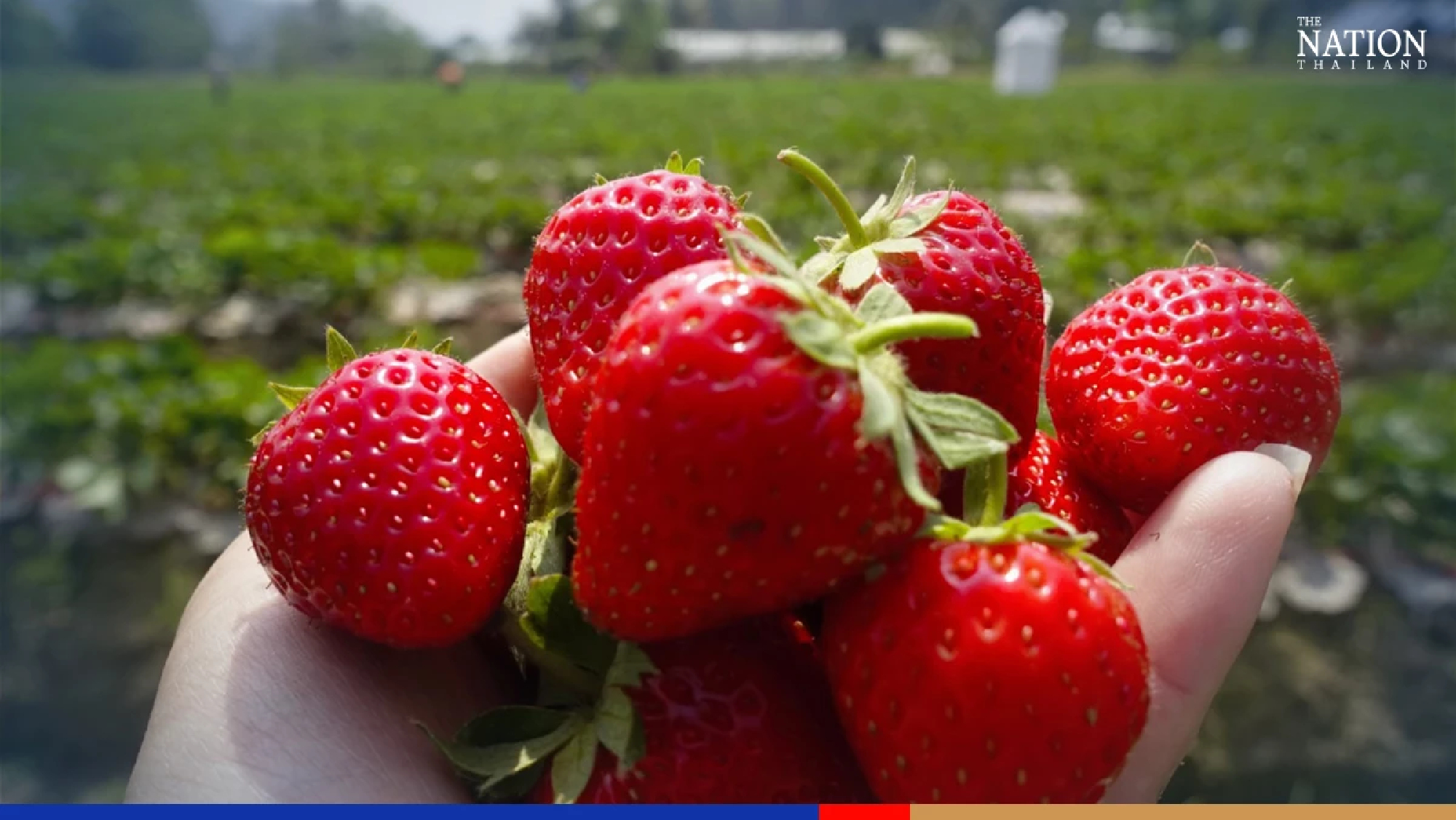 Chiang Mai’s strawberry fields eye record online harvest