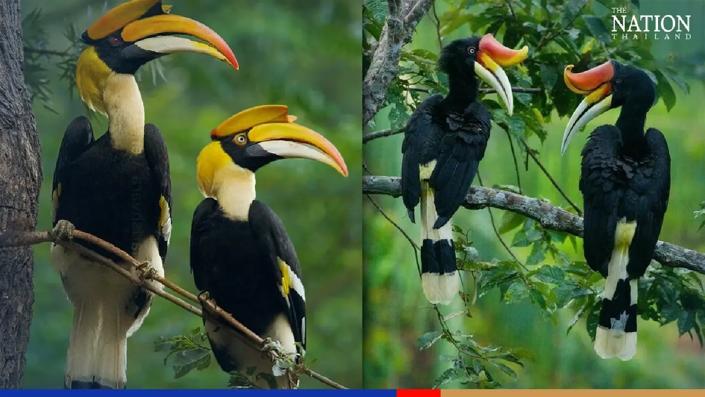 February a month of love for humans and hornbills February a month of love for humans and hornbills