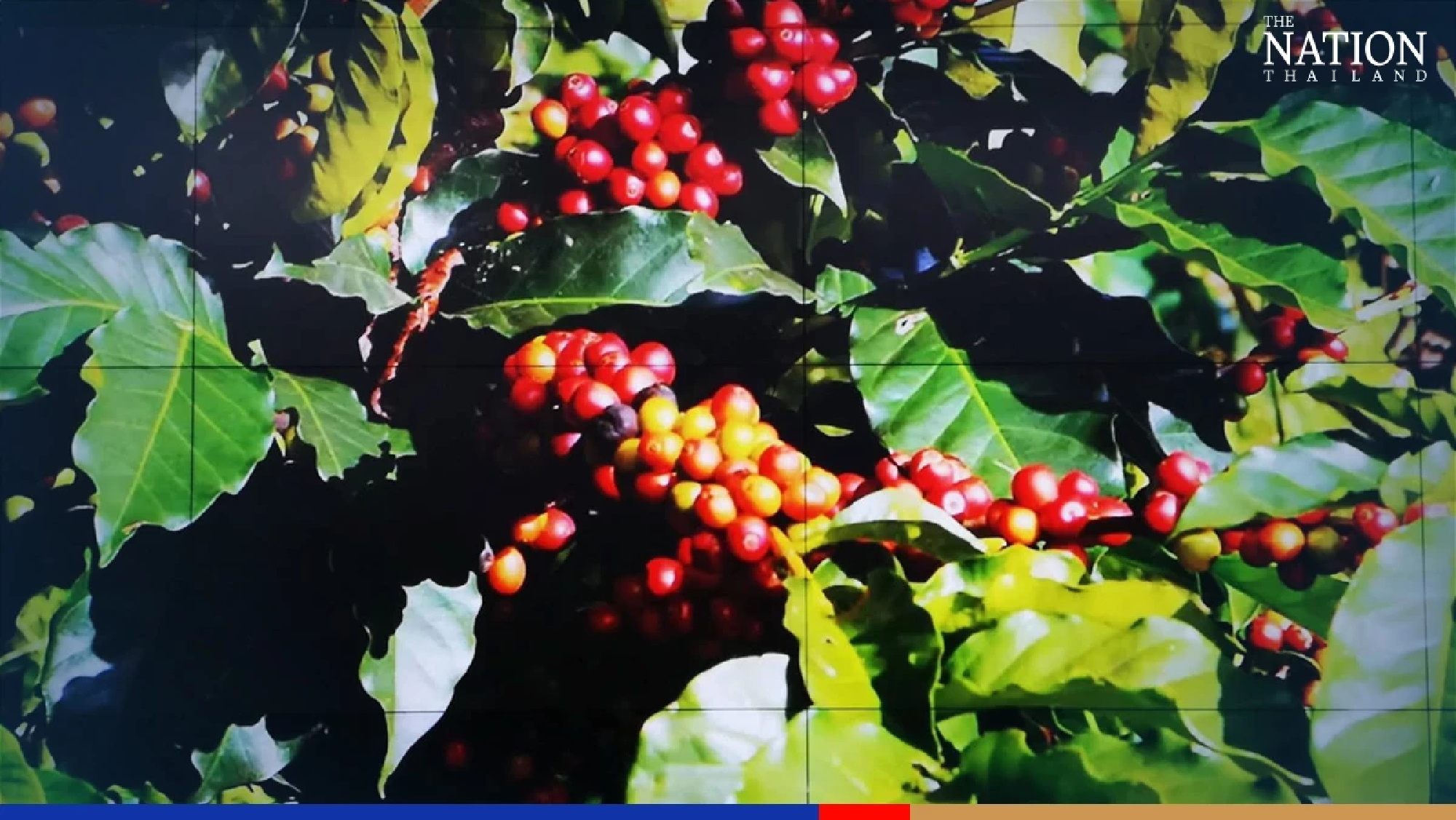 Chiang Mai to host tea and coffee expo, aims to be global trading hub