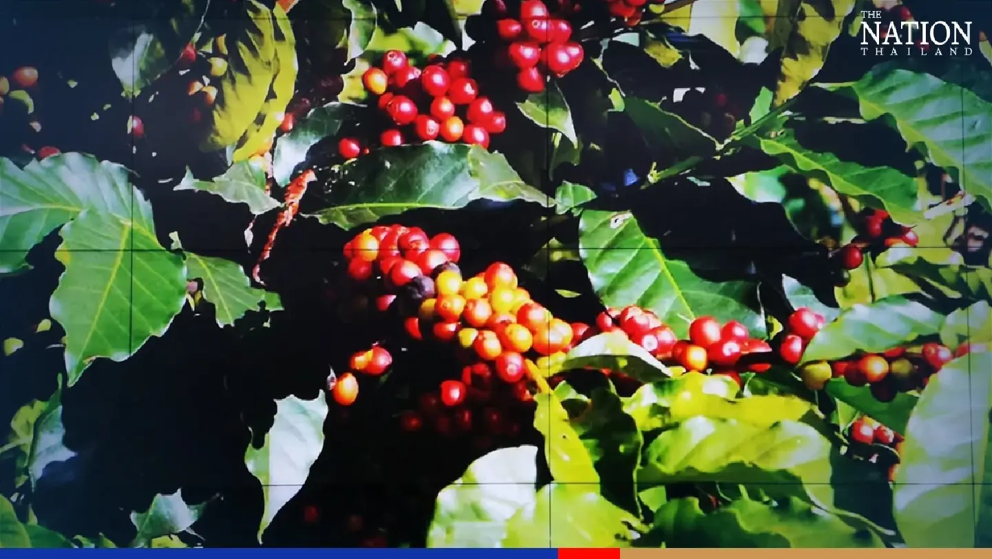 Chiang Mai to host tea and coffee expo, aims to be global trading hub