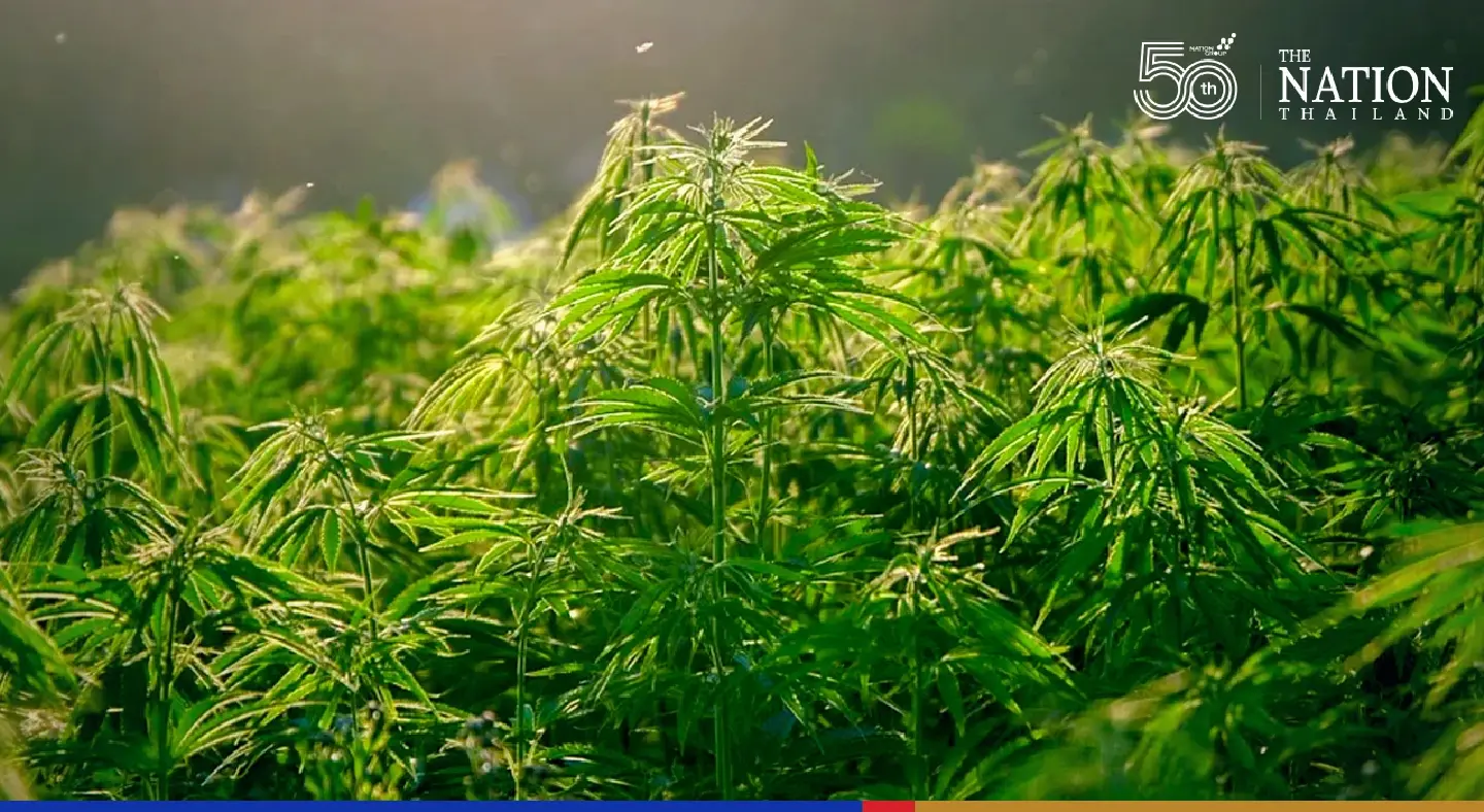 When can I grow marijuana at home? When can I grow marijuana at home?