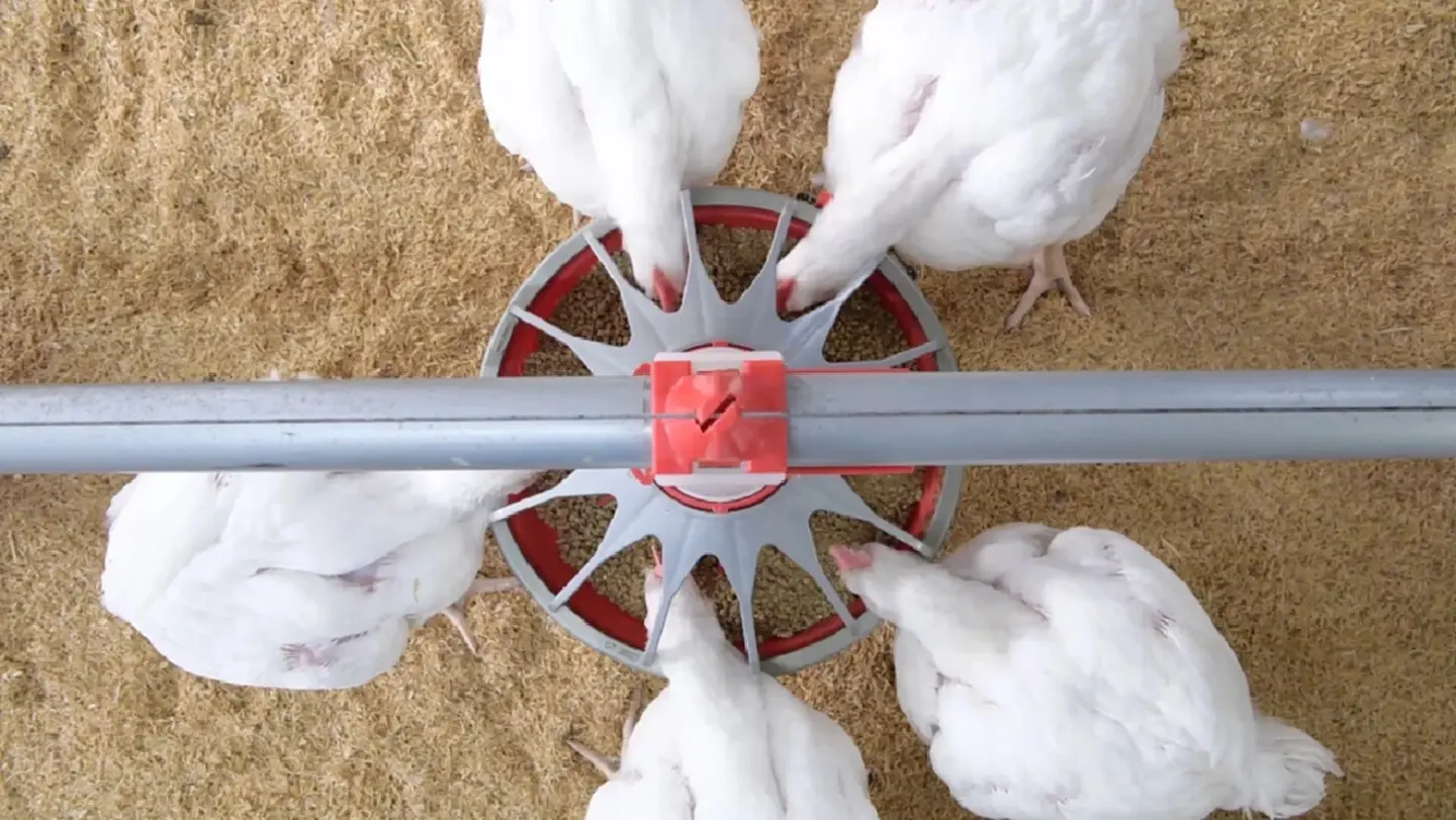 CP Foods pushes ‘3C platform’ for sustainable growth of Thai broiler industry