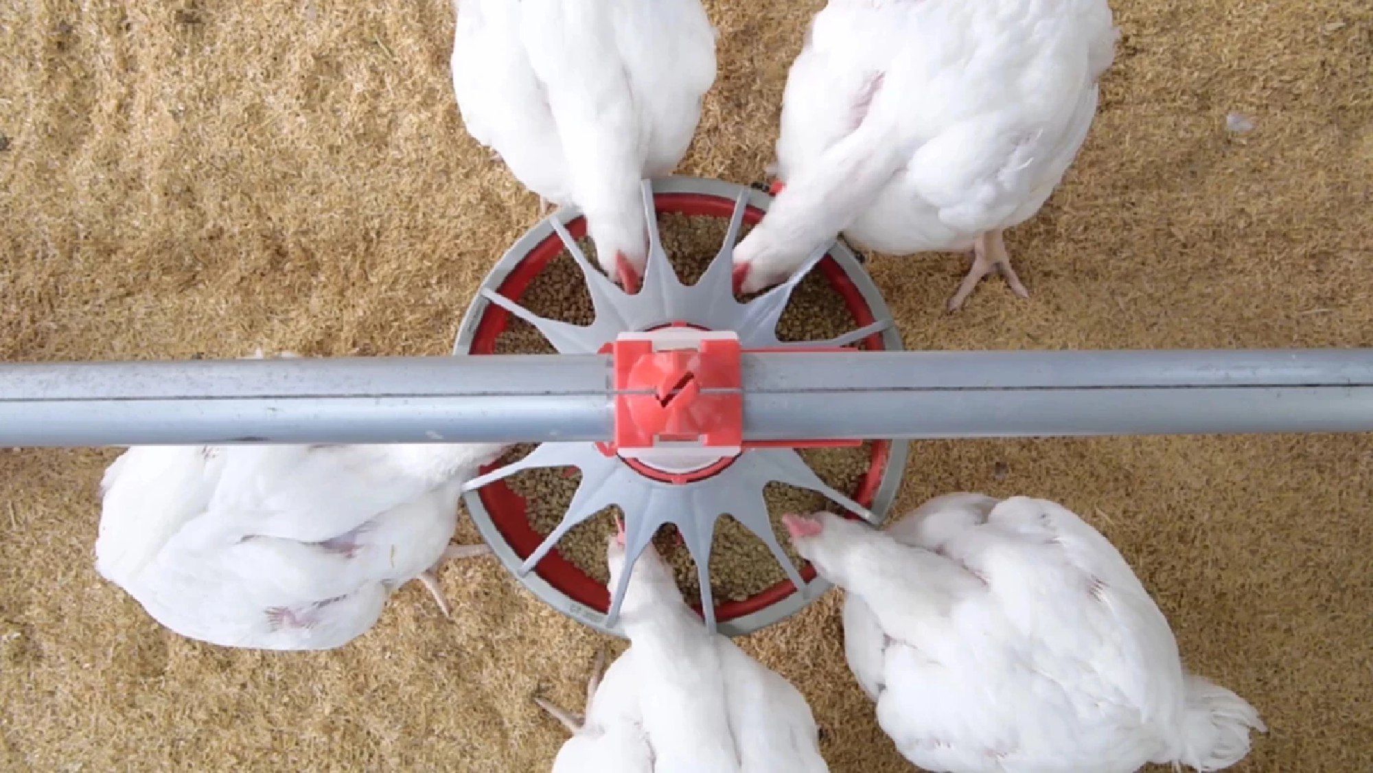 CP Foods pushes ‘3C platform’ for sustainable growth of Thai broiler industry