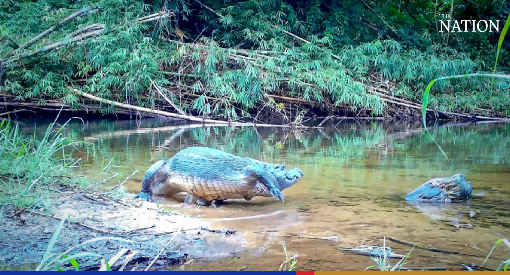 Rare Siamese crocodile spotted frolicking in Kaeng Krachan National Park