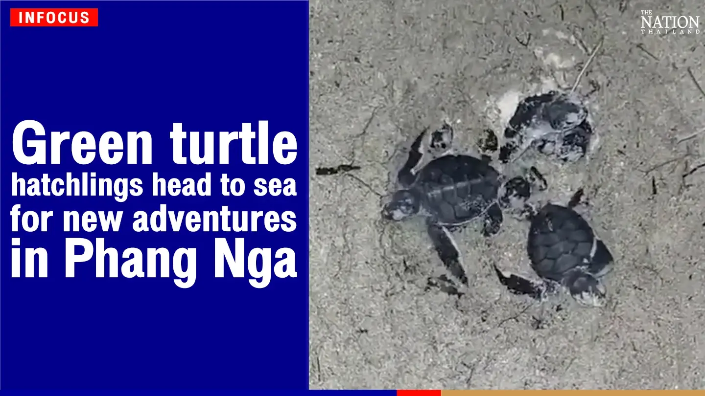 Green turtle hatchlings head to sea for new adventures in Phang Nga