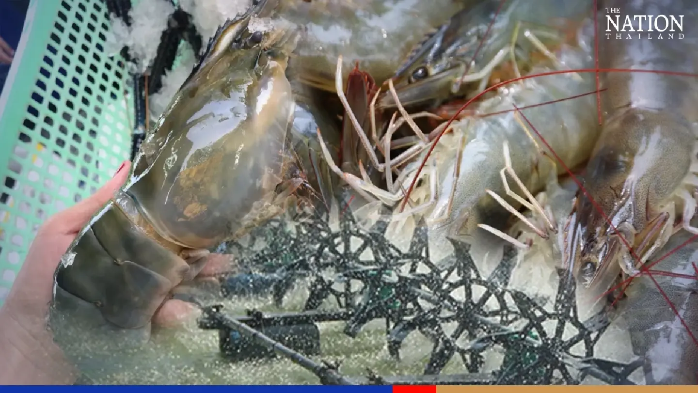 Recurring disease has taken a heavy toll on Thai shrimp yields