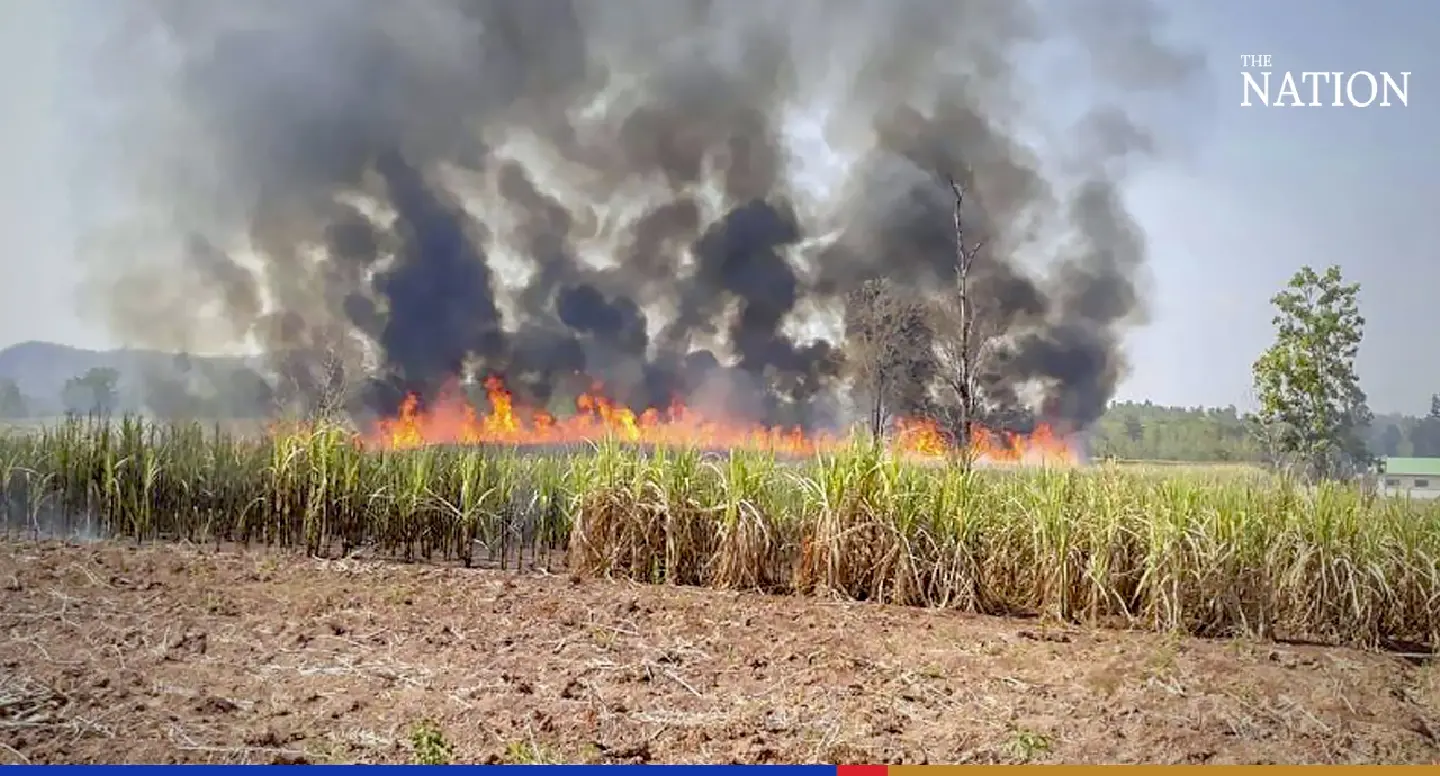 Sugarcane growers and sugar factories join hands to curb PM2.5 dust