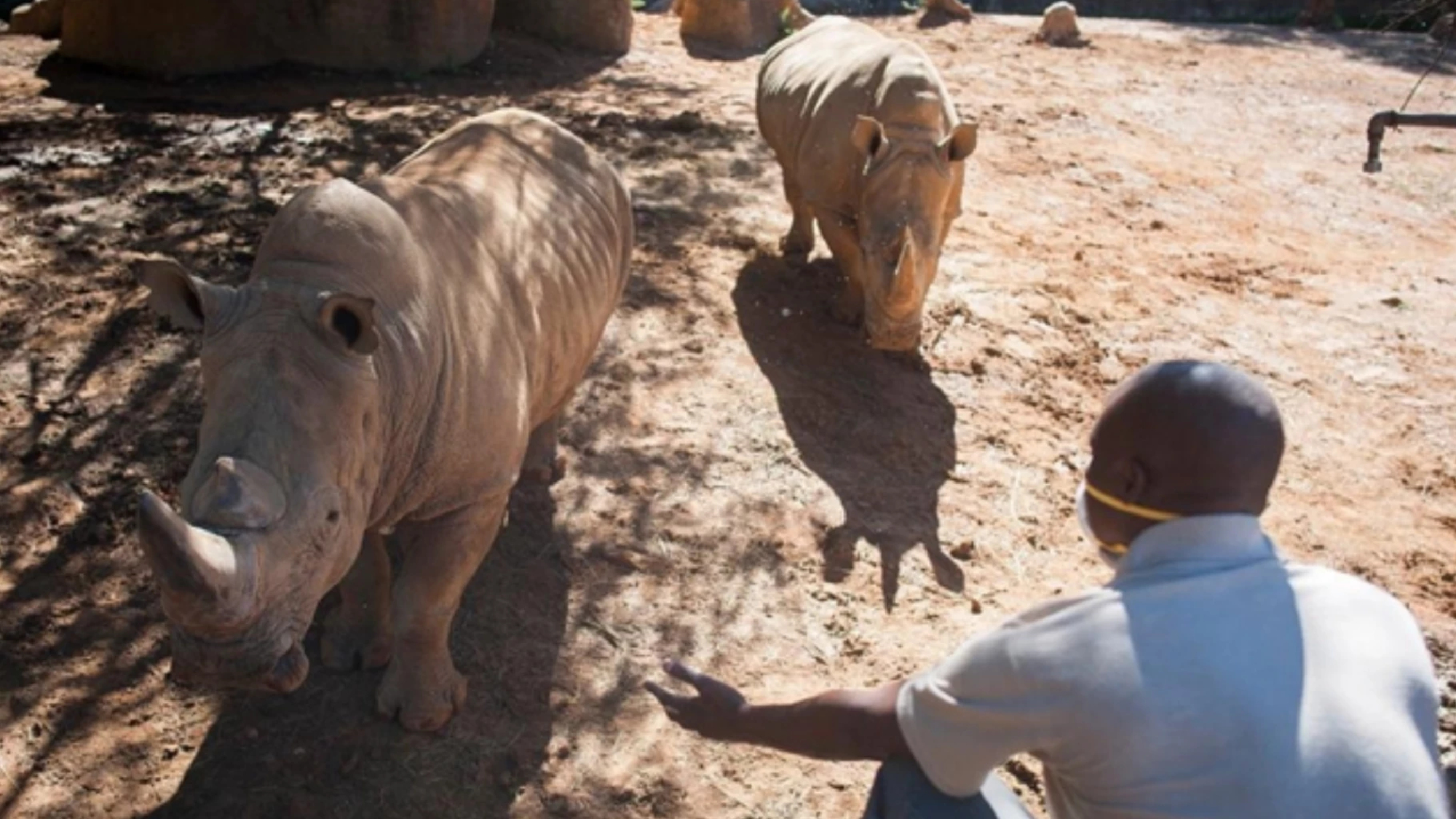 Rhinoceros poaching on decline in South Africa