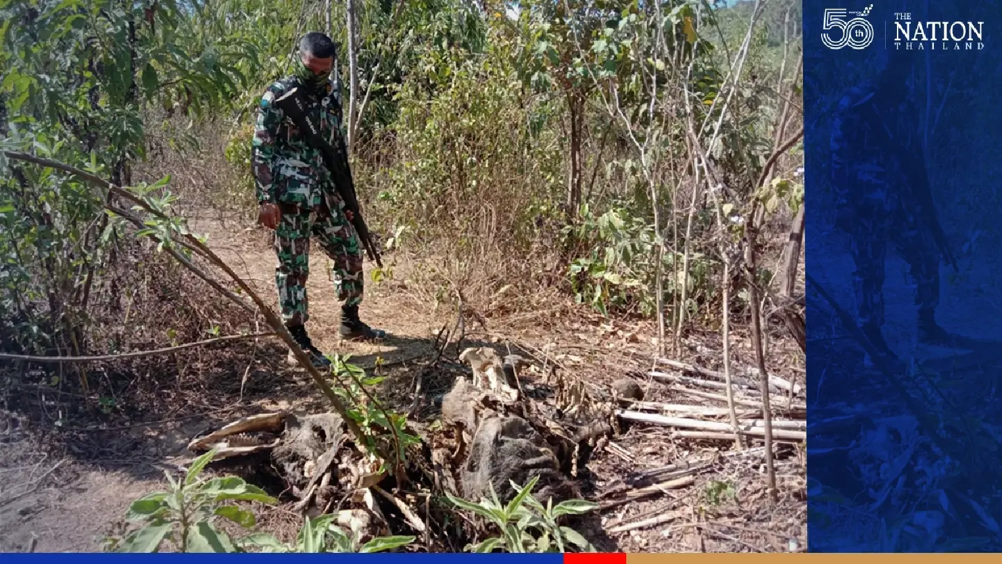 Wandering wild tiger forces temporary closure of two Kanchanaburi national parks