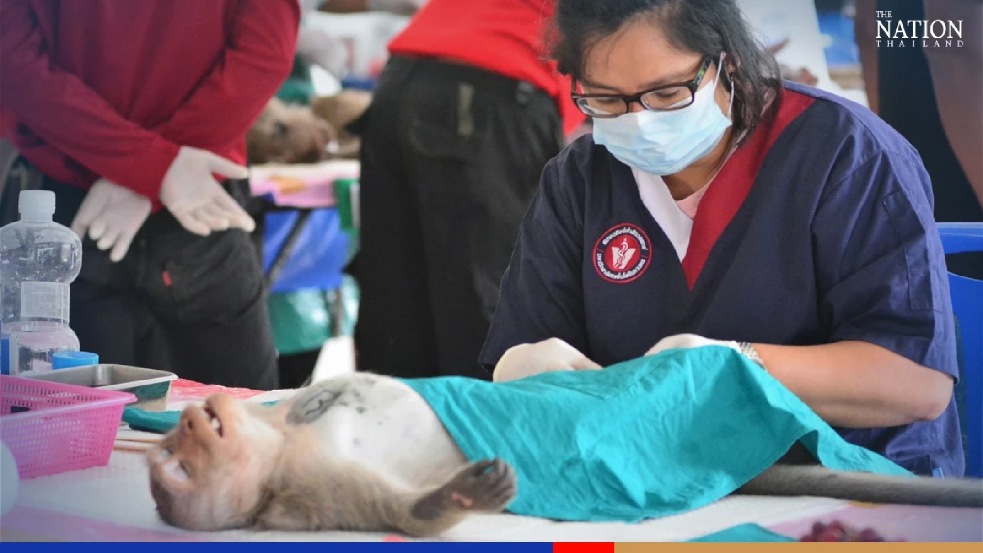 Phetchaburi macaques neutered to defuse population explosion