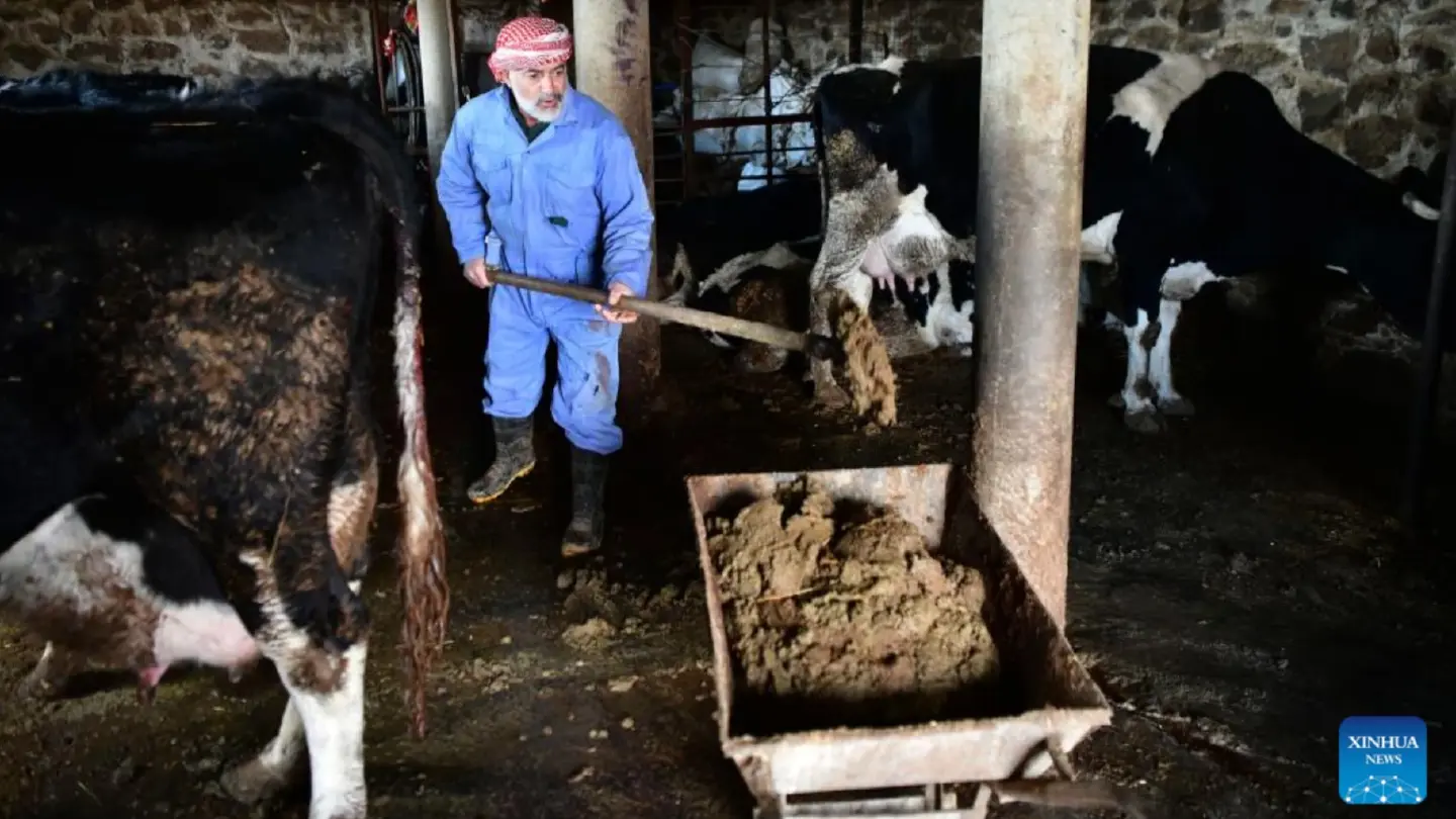 Syrian farmers resort to cow dung as heating fuel amid U.S. sanctions