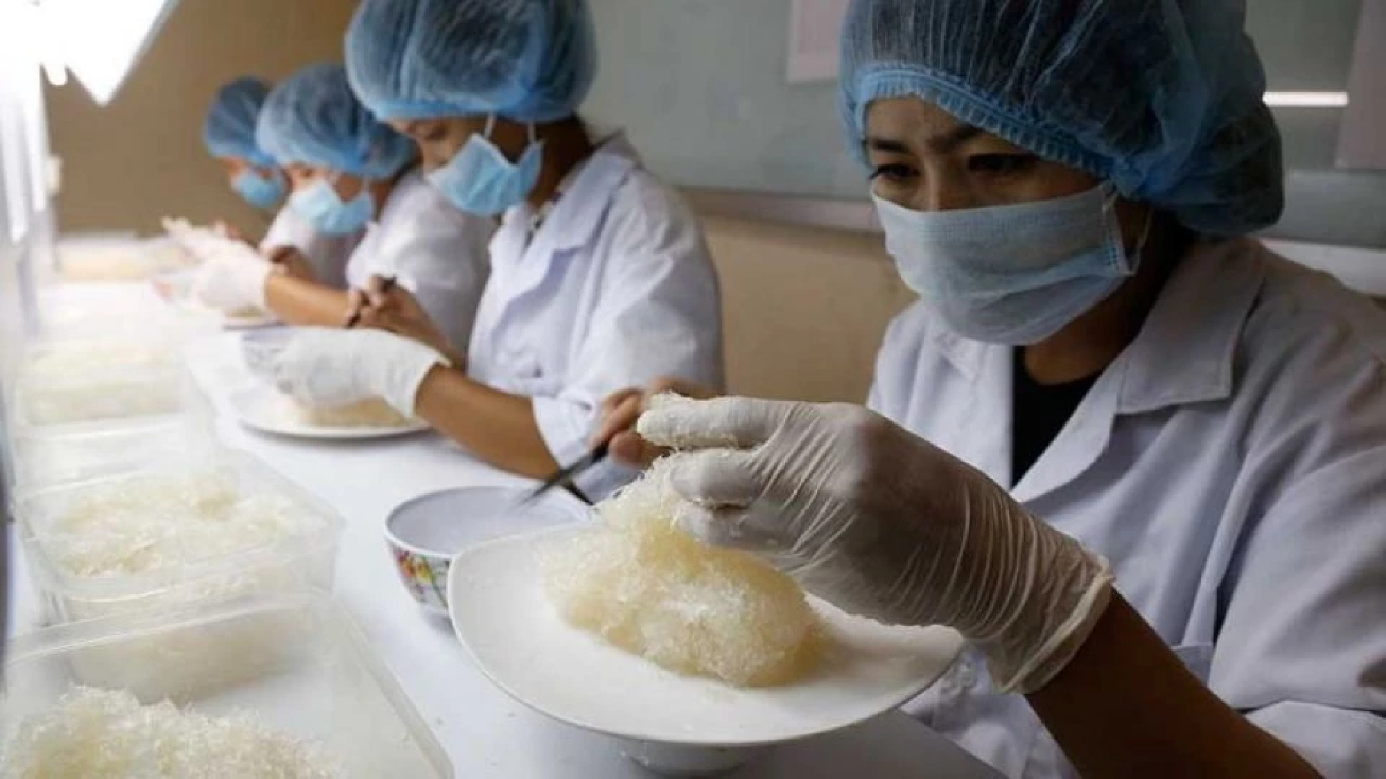 Market demand fails to energise Cambodia’s bird’s nest market