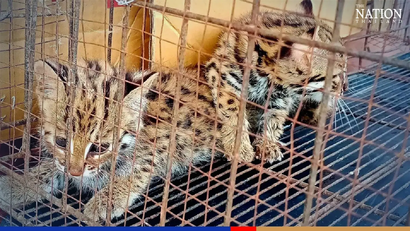 Two rare fishing cat kittens found abandoned in Tak