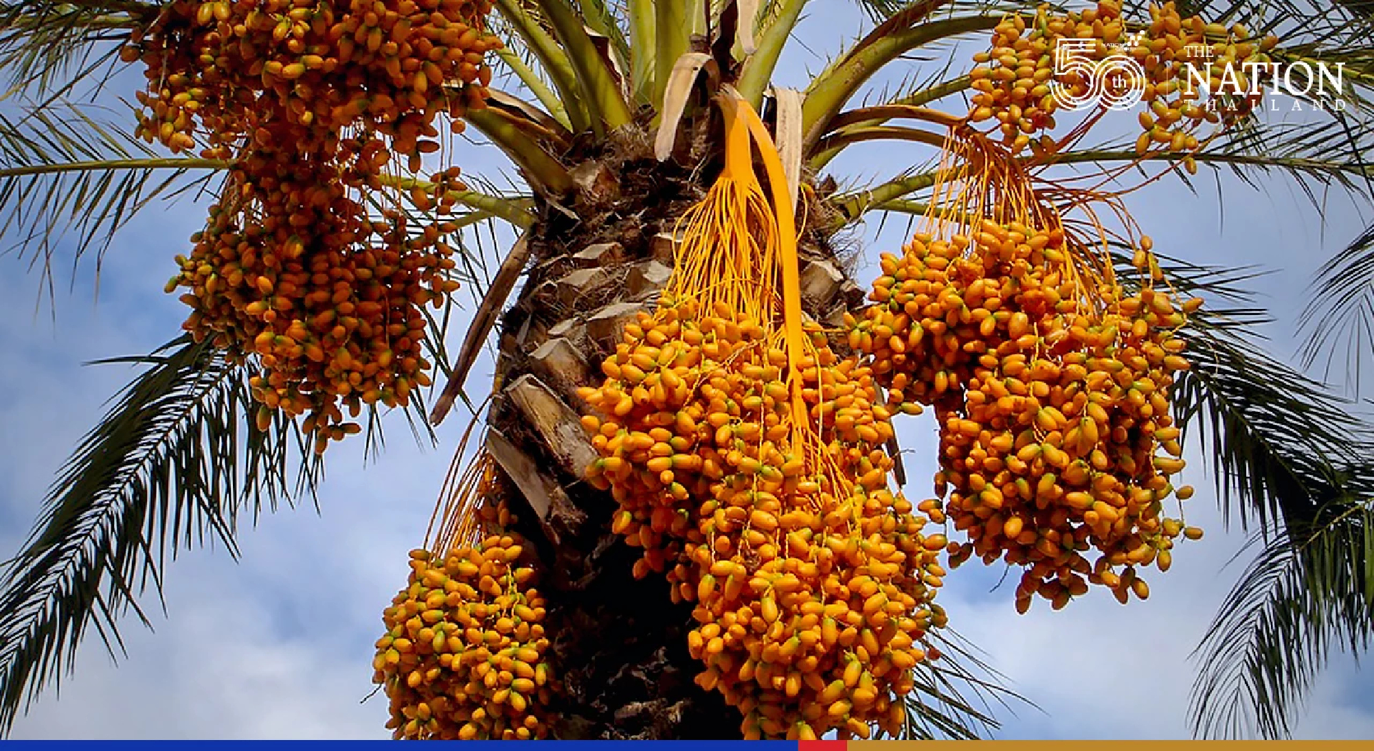 Palm oil price slides amid lower demand for crude from producers