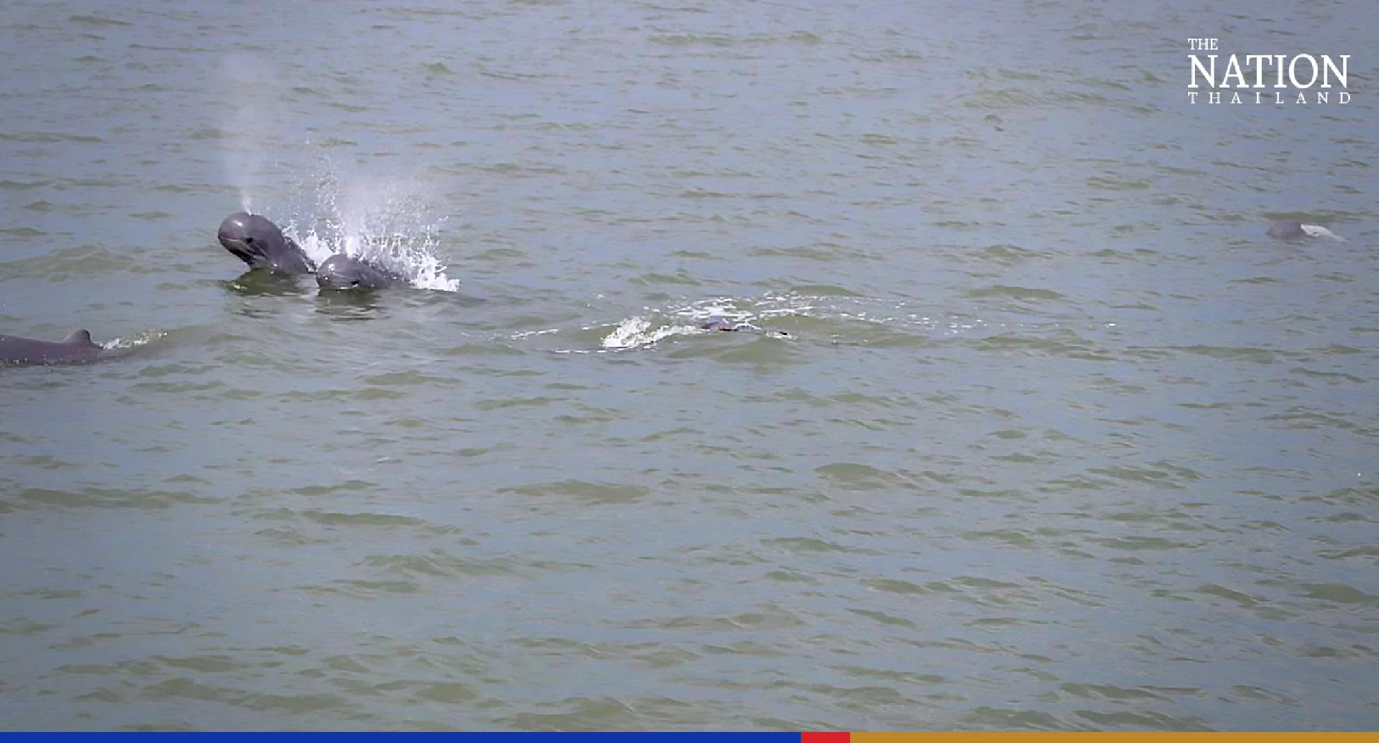 School of rare dolphins spotted frolicking in Trat