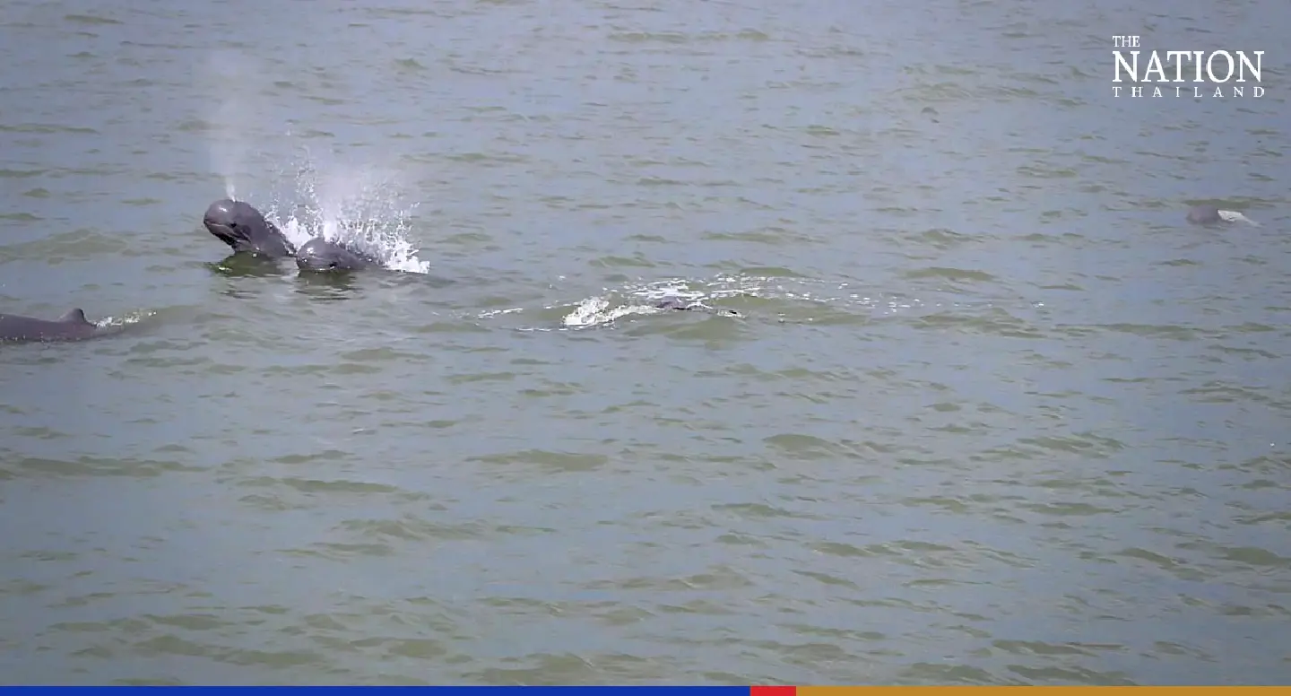 School of rare dolphins spotted frolicking in Trat