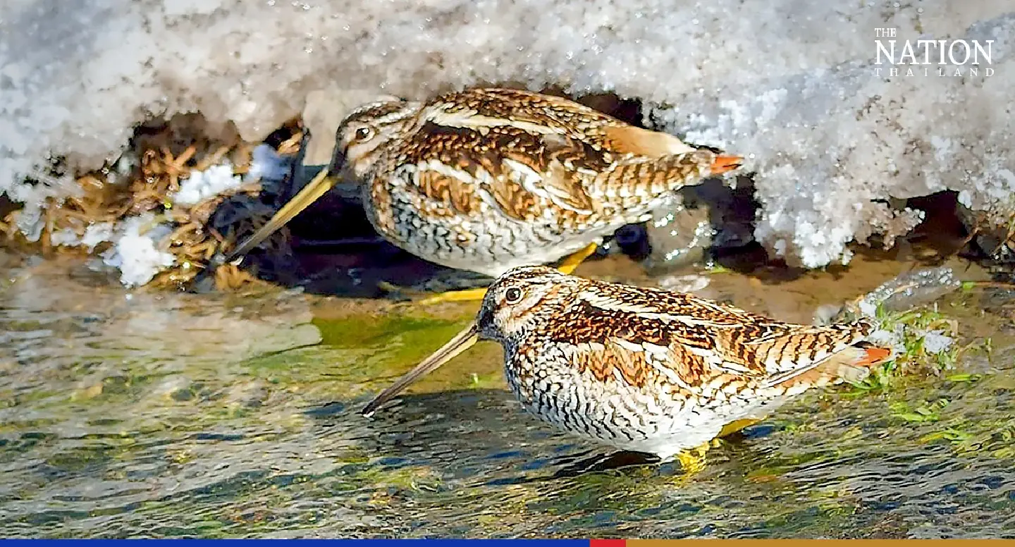 The secret lives of Thai migratory birds – and how to spot them The secret lives of Thai migratory birds – and how to spot them