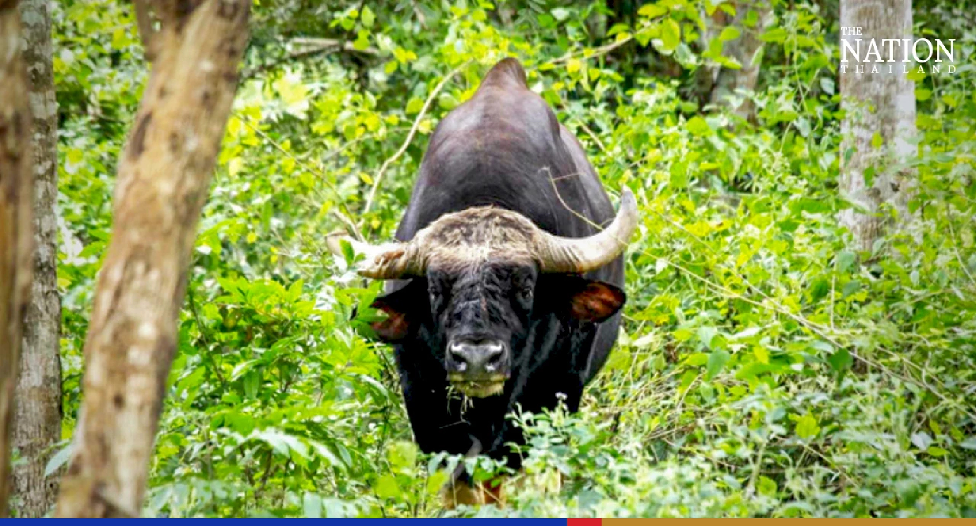 Wandering wild bull terrifies locals in Prachuap Khiri Khan
