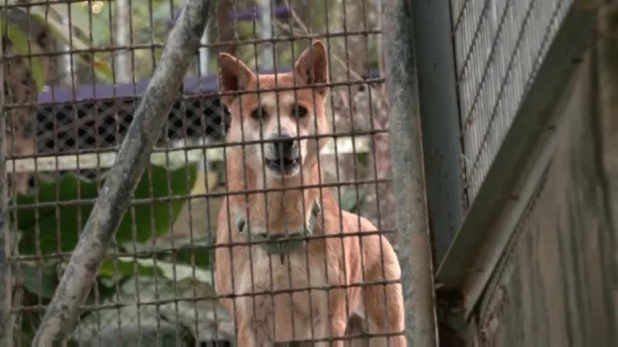 Pets left behind as many flee Hong Kong over COVID rules