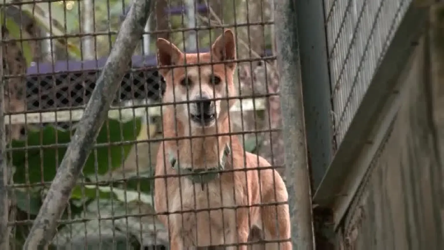 Pets left behind as many flee Hong Kong over COVID rules Pets left behind as many flee Hong Kong over COVID rules