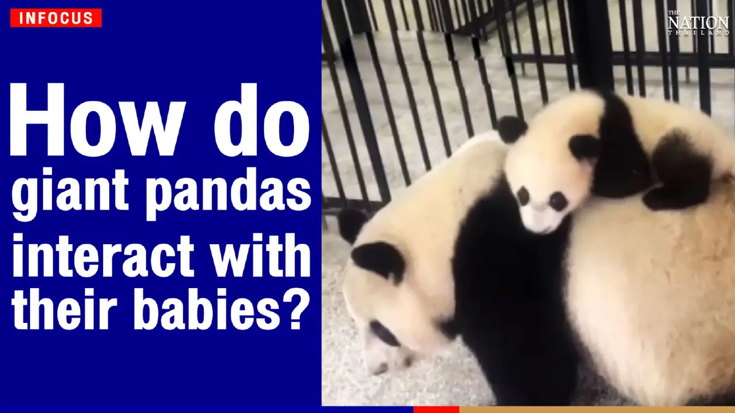 How do giant pandas interact with their babies?