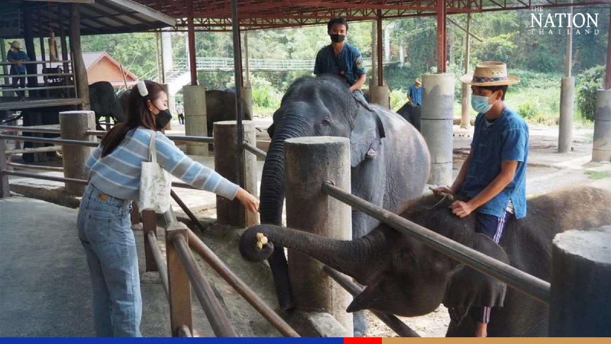 Covid-19 crisis deals heavy blow to Chiang Mai elephant park