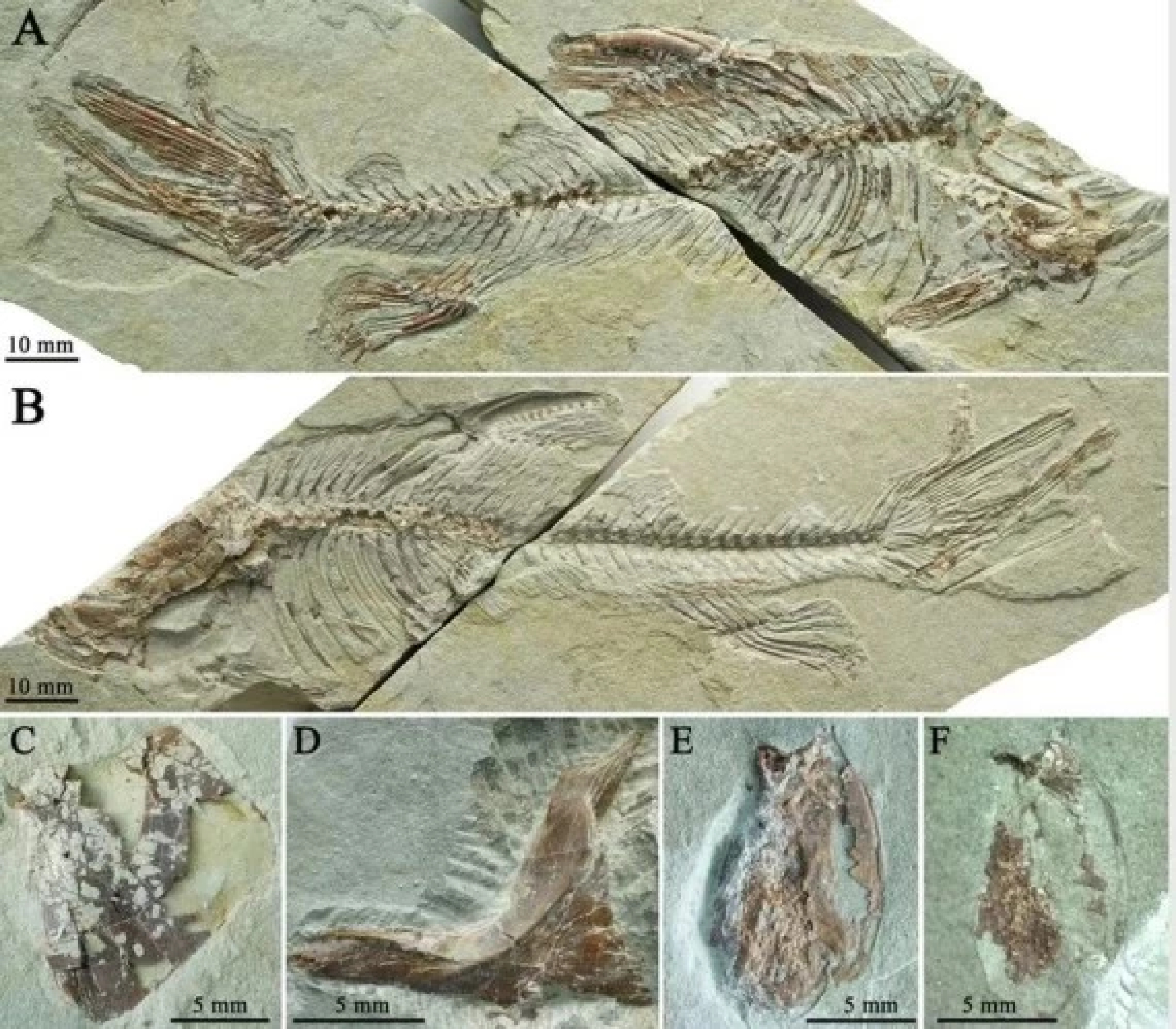 New fossil fish species found on Qinghai-Tibet Plateau