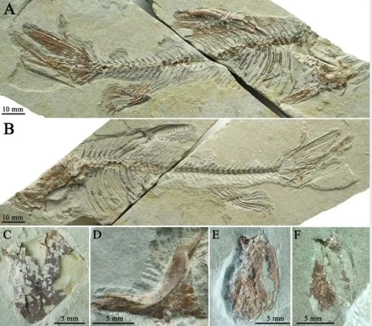 New fossil fish species found on Qinghai-Tibet Plateau New fossil fish species found on Qinghai-Tibet Plateau