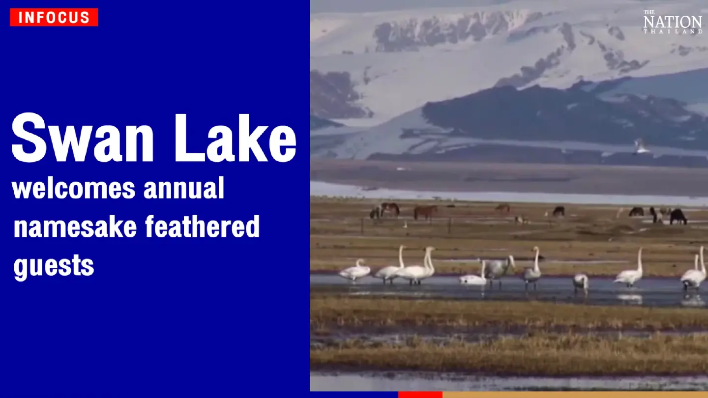 Swan Lake welcomes annual, namesake feathered guests