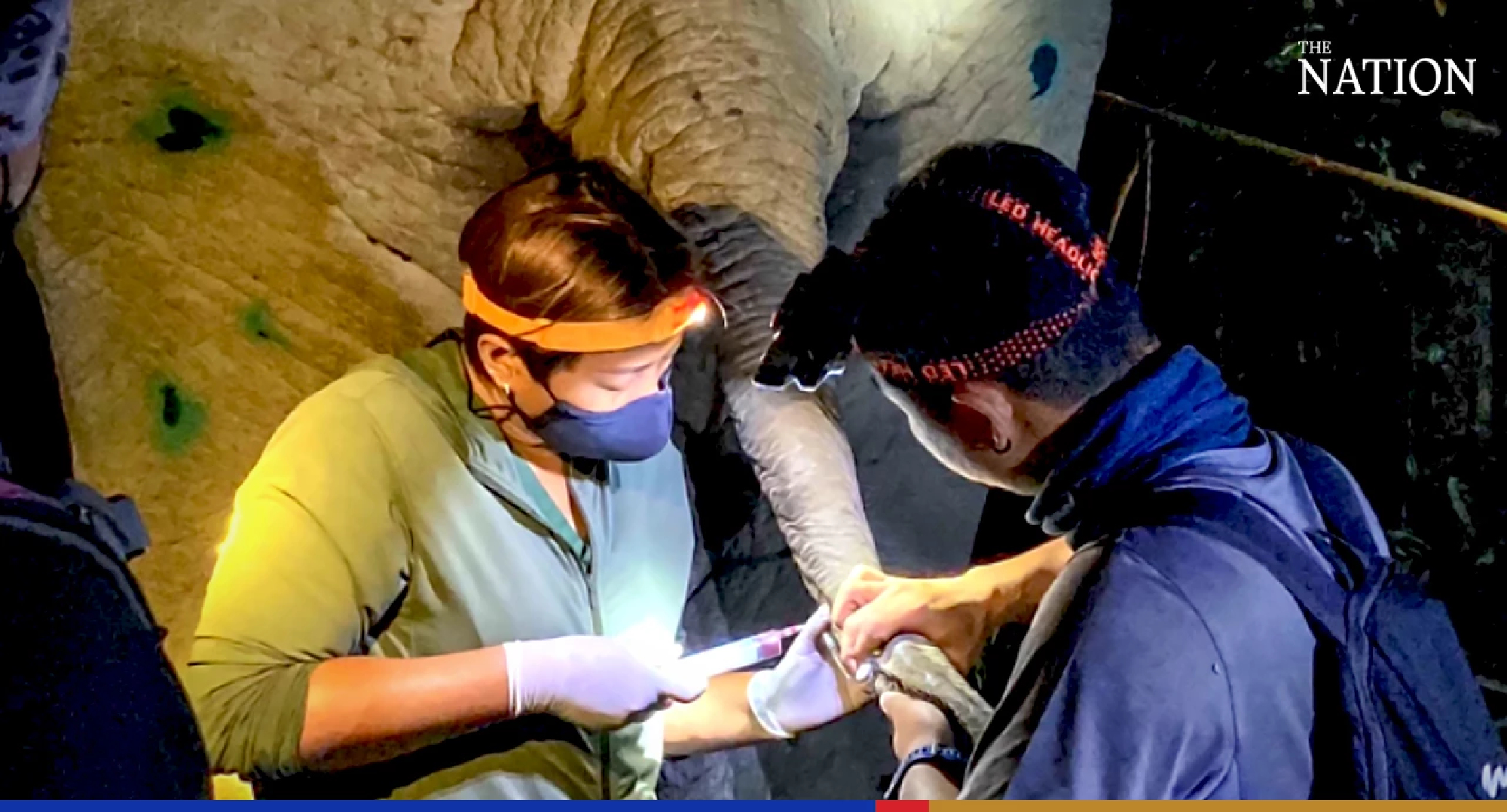 Elephants found sneaking out of Kaeng Krachan National ark get collars