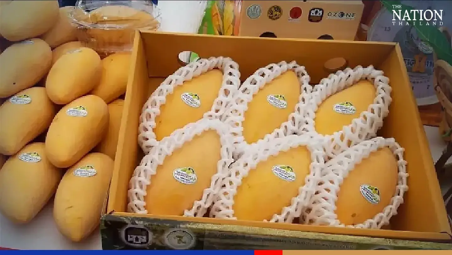 Udon Thani farmers face mango oversupply due to Russia-Ukraine war Udon Thani farmers face mango oversupply due to Russia-Ukraine war