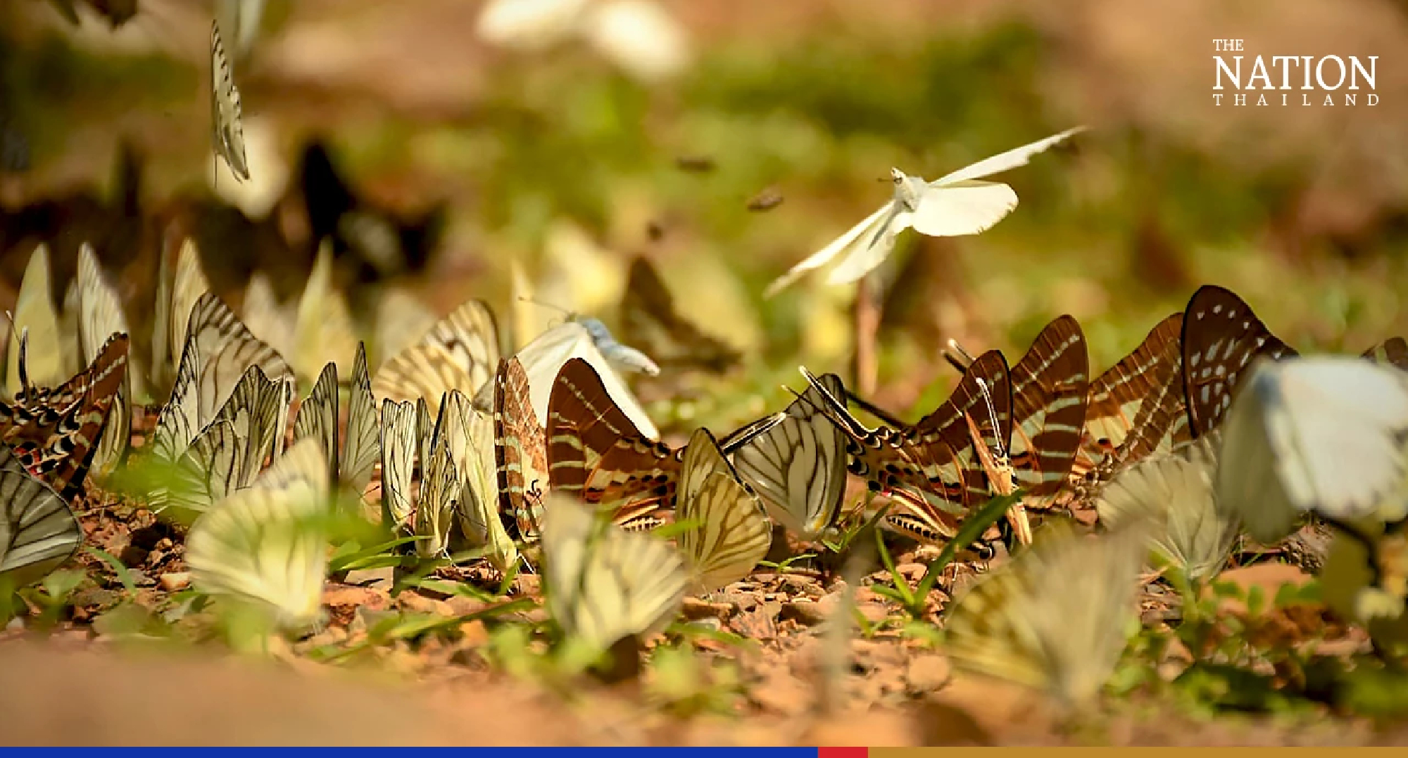 Phetchaburi campsite abuzz with bright butterflies until May