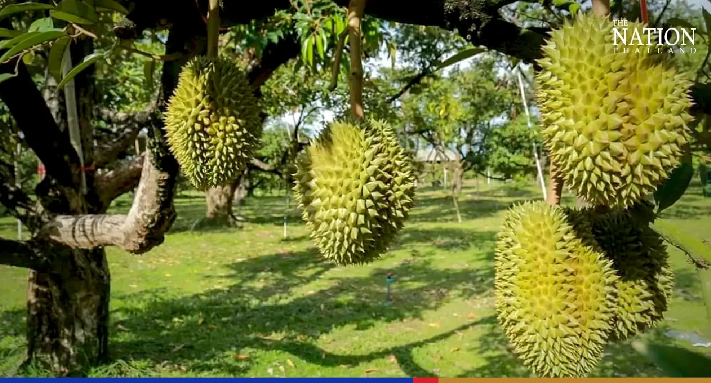 Harvesting unripe durian can land you in jail for 3 years, govt warns Harvesting unripe durian can land you in jail for 3 years, govt warns