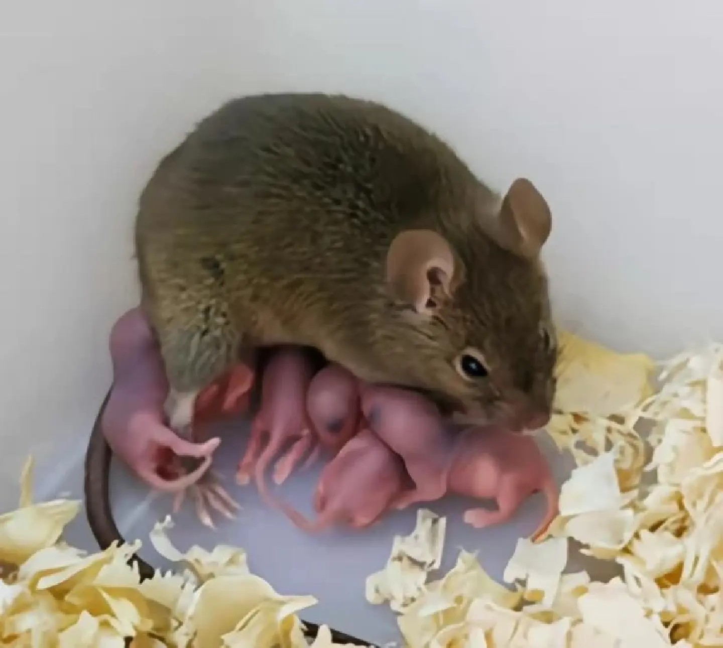 Chinese scientists create fertile mouse without father Chinese scientists create fertile mouse without father