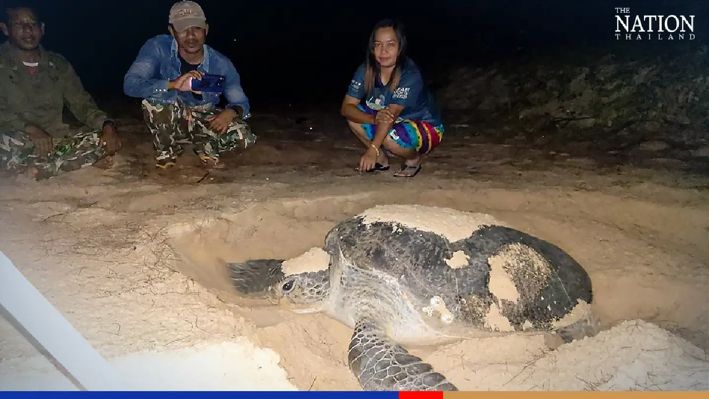 Phang Nga welcomes green sea turtle eggs for 4th time this year Phang Nga welcomes green sea turtle eggs for 4th time this year
