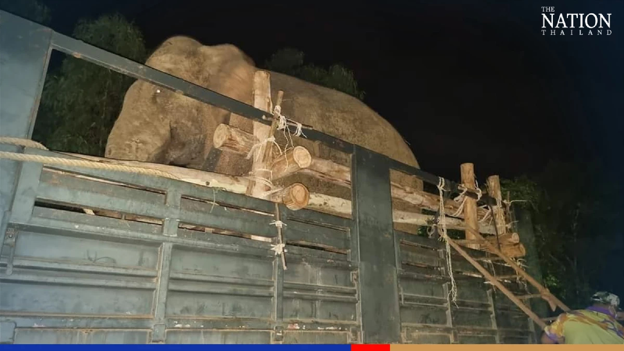 Rogue ‘10-wheel truck’ captured and moved to Chachoengsao wildlife sanctuary