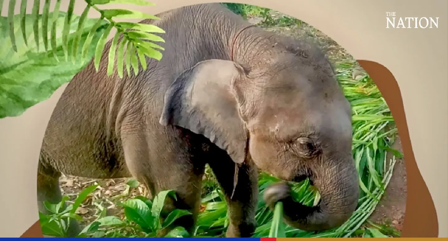Lost wild elephant in Lampang sanctuary tames netizens hearts