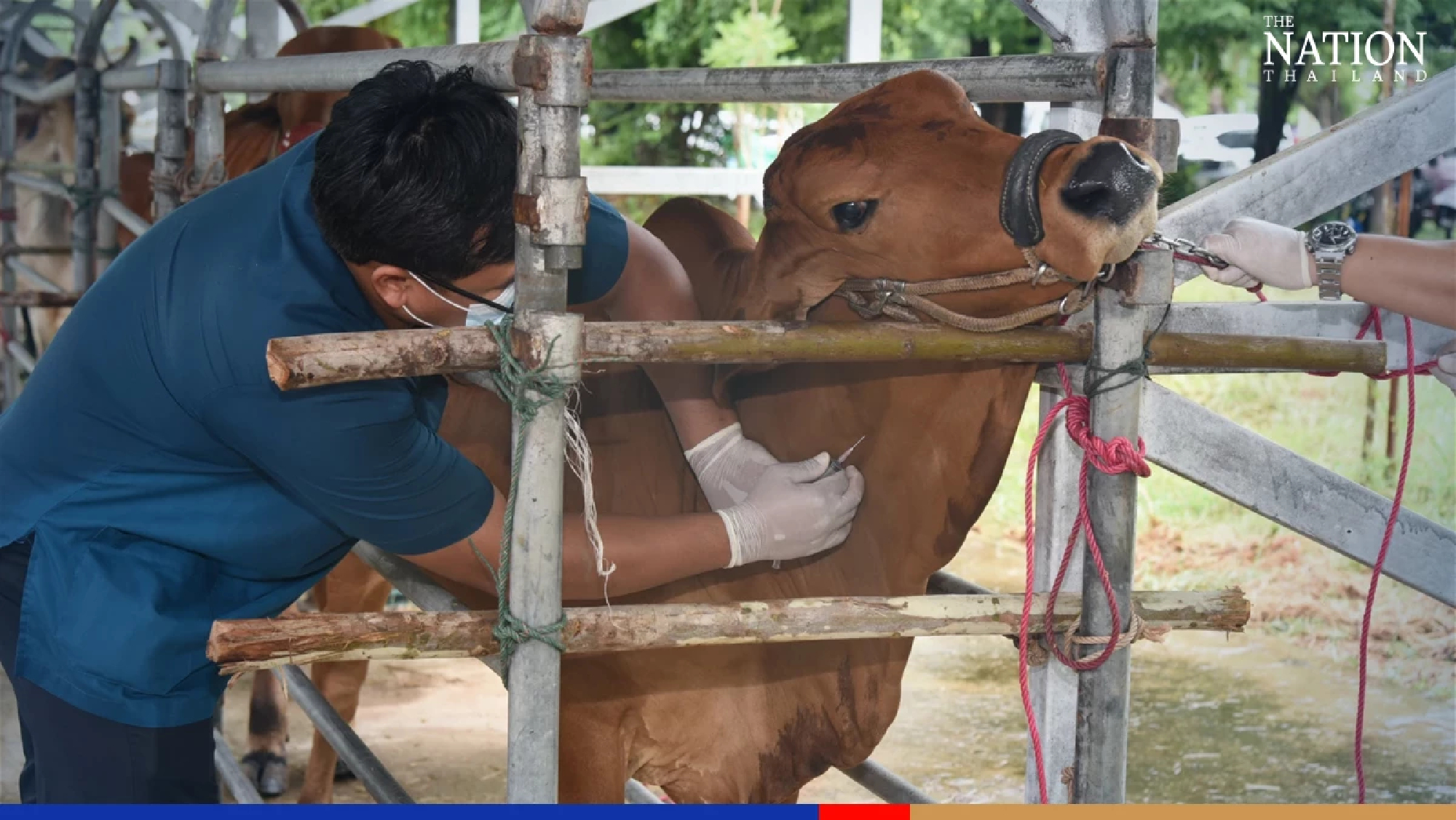 Home-made vaccine for cattle disease expected to cut imports by THB280m
