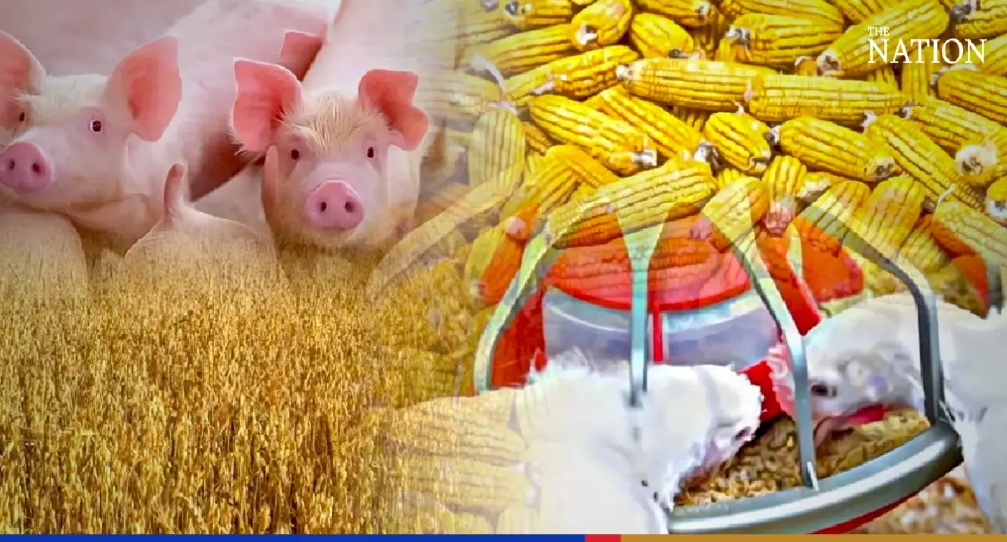 Producers push govt to remove animal feed from control list as corn, wheat prices surge