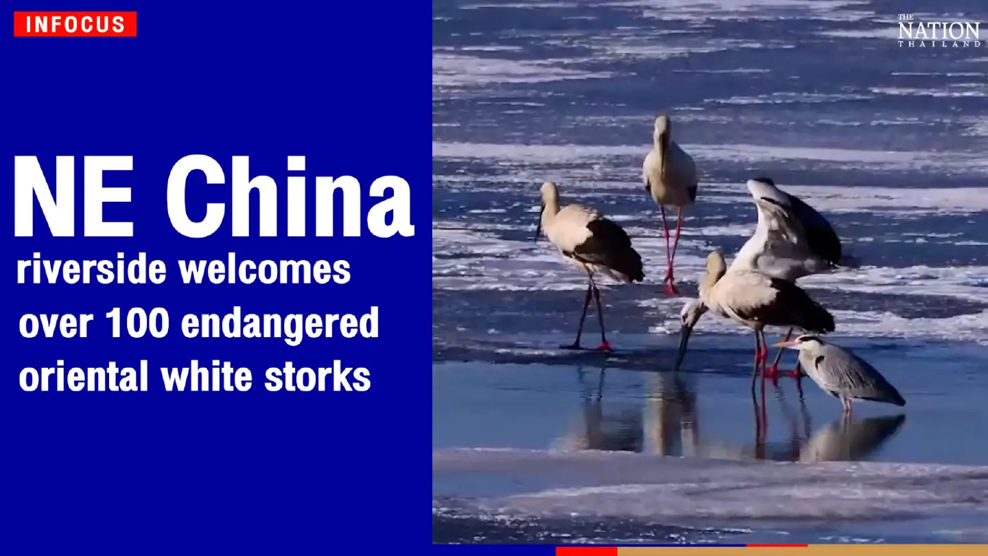 NE China riverside welcomes over 100 endangered oriental white storks