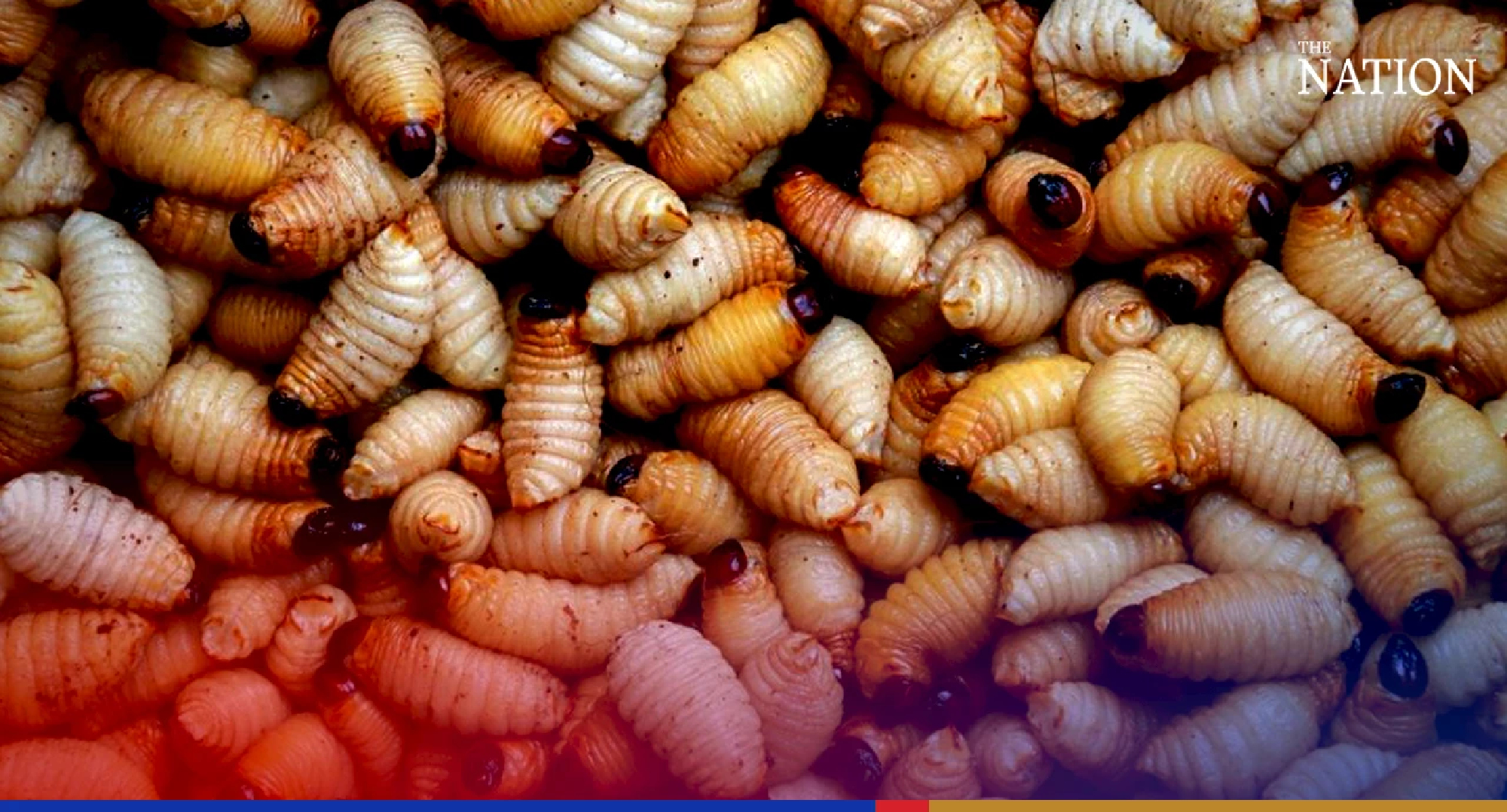 Farmers urged to cultivate ‘golden harvest’ of crunchy palm weevils