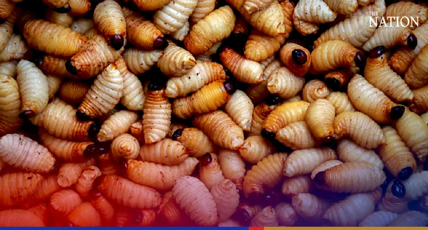 Farmers urged to cultivate ‘golden harvest’ of crunchy palm weevils Farmers urged to cultivate ‘golden harvest’ of crunchy palm weevils
