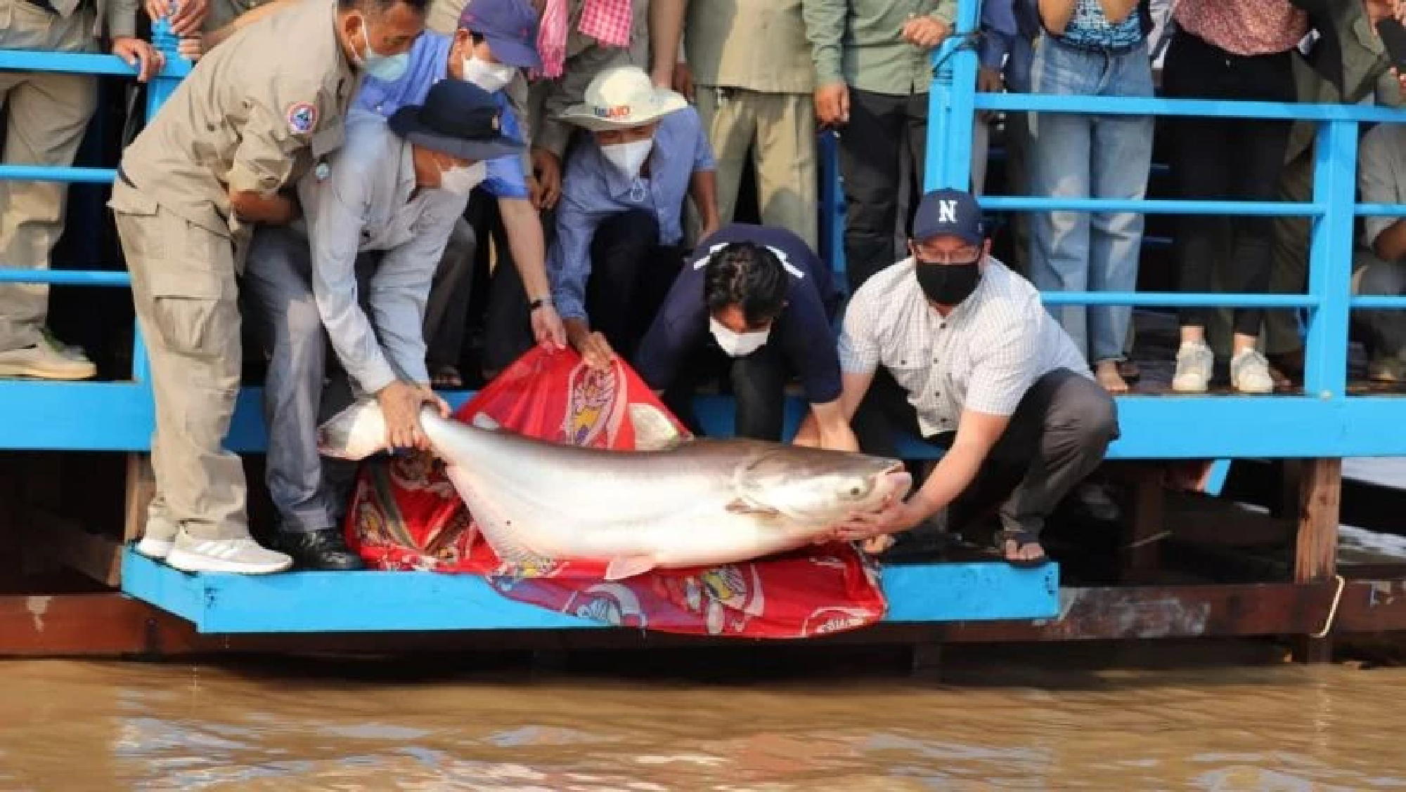 Return of the titans: 1,000 giant fish poured into Tonle Sap Lake